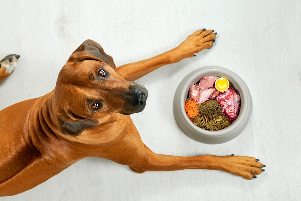 5 dôvodov, prečo kŕmiť psíka barf