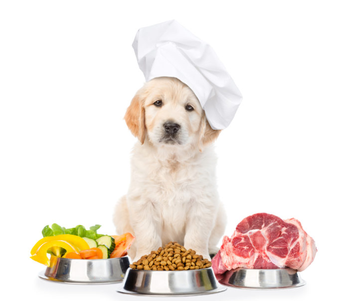 TOP 5 tipov, ako vybrať výživné krmivo pre psov