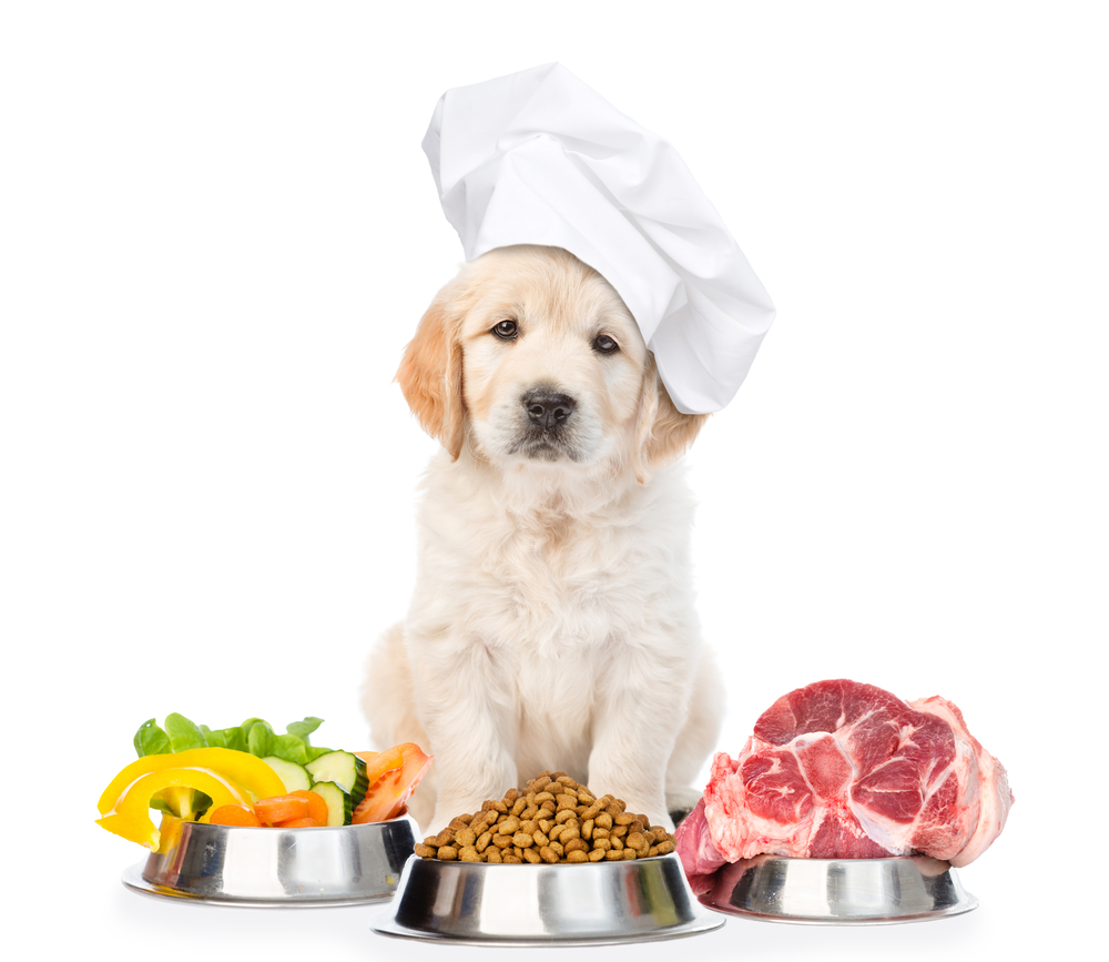 TOP 5 tipov, ako vybrať výživné krmivo pre psov