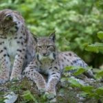 Rys Ostrovid z navratyrysov.sk